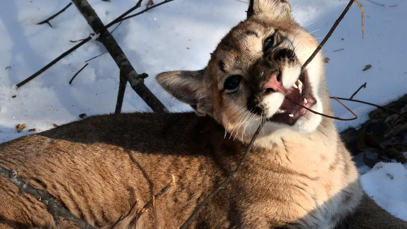 New arrivals in Primorye Safari Park cat animal zoo landscape puma HORIZONTAL cougar 