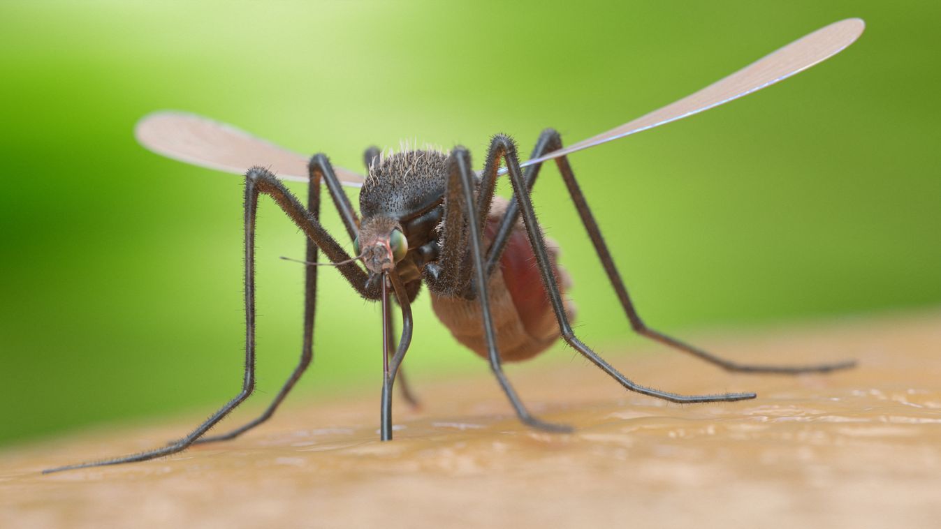 szúnyog, mosquito 