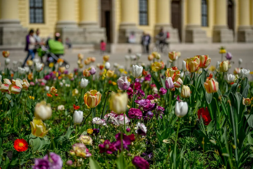 Virágba borult Debrecen, debrecen 