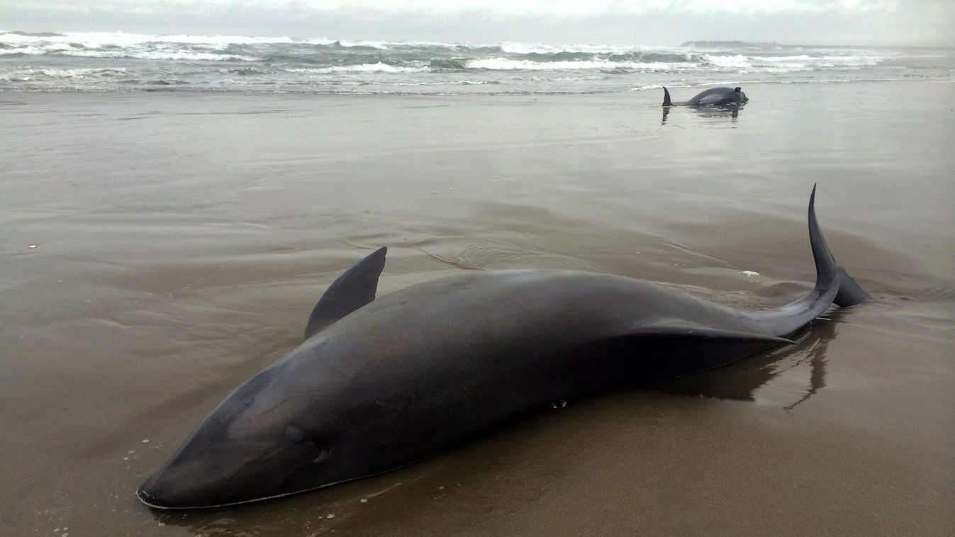 Hokota, 2015. április 10.
A dagály által partra vetett delfinek fekszenek a Tokiótól északra fekvő Hokota tengerpartján 2015. április 10-én. A térség mintegy 10 kilométer hosszú partszakaszán 149 fehérajkú kardszárnyúdelfint találtak, többnyire legyengült
