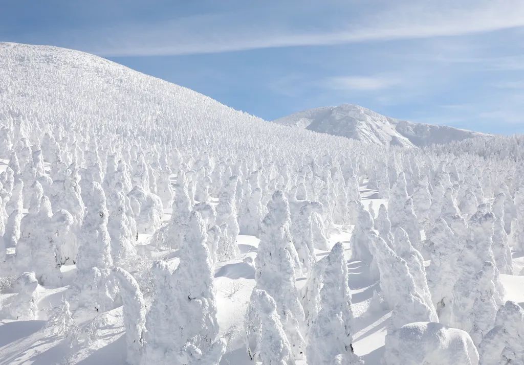 Zao-hegy hószörnyek jegenyefenyő 