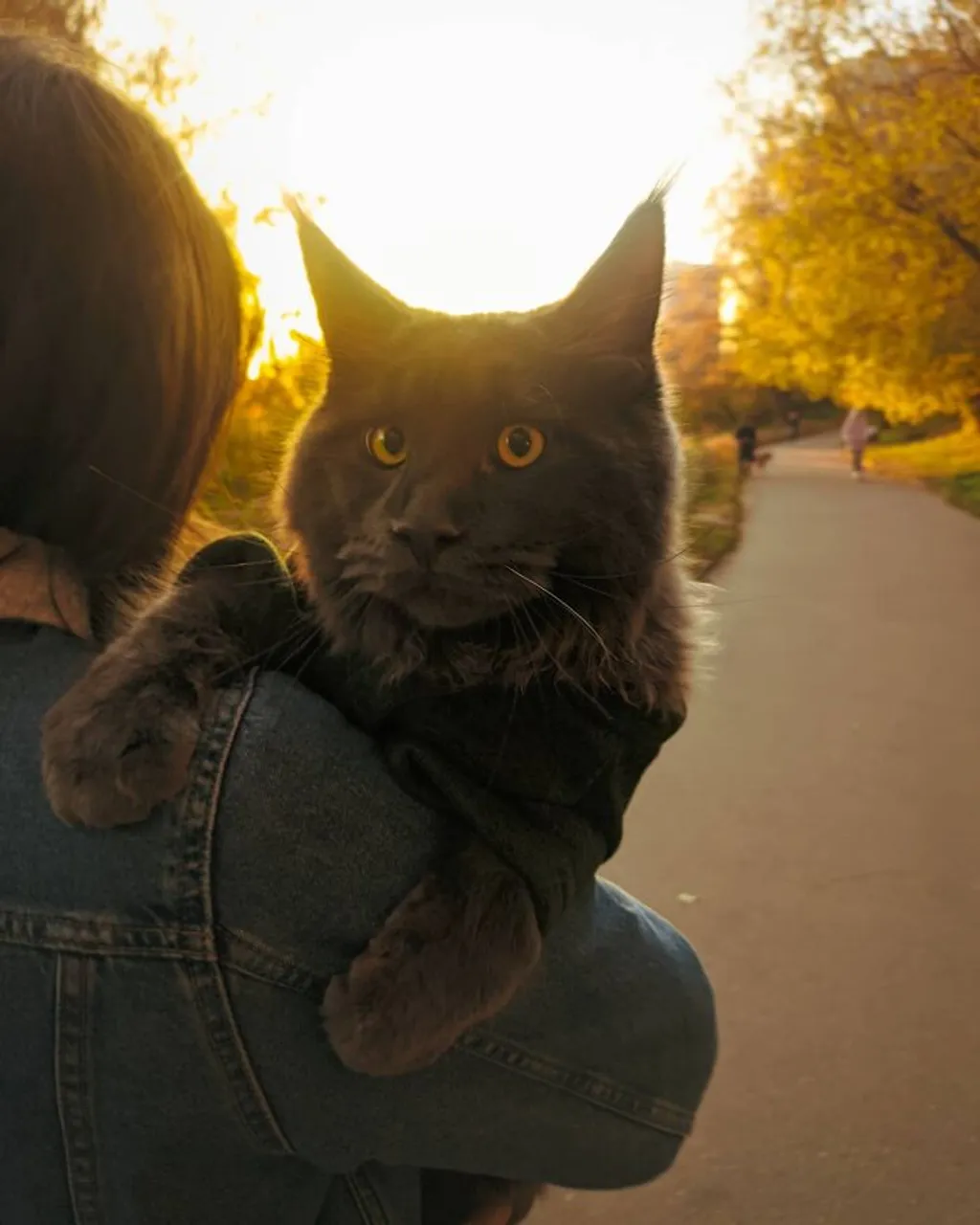 Vincent a maine coon macska, aki úgy néz ki, mint egy fekete párduc 