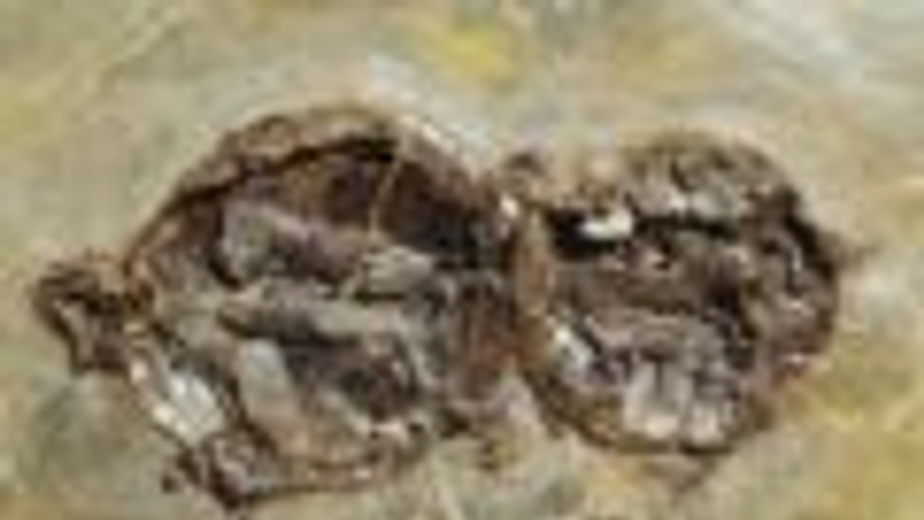párzó teknősök fosszília