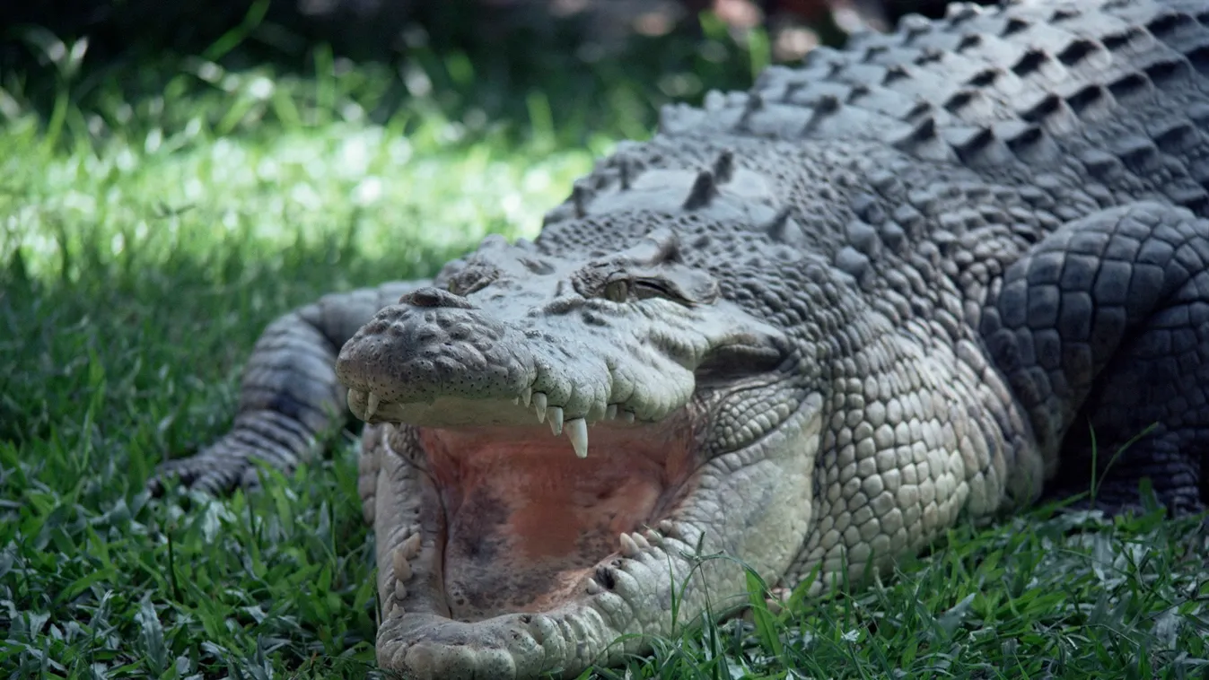 Twenty four foot saltwater crocodile (Crocodilus porosus), Hartleys Creek, Queensland, Australia, Pacific amphibian amphibians animals color image contemporary crocodiles Crocodilus porosus danger day gape gaping Hartleys Creek mouth mouths natural world 