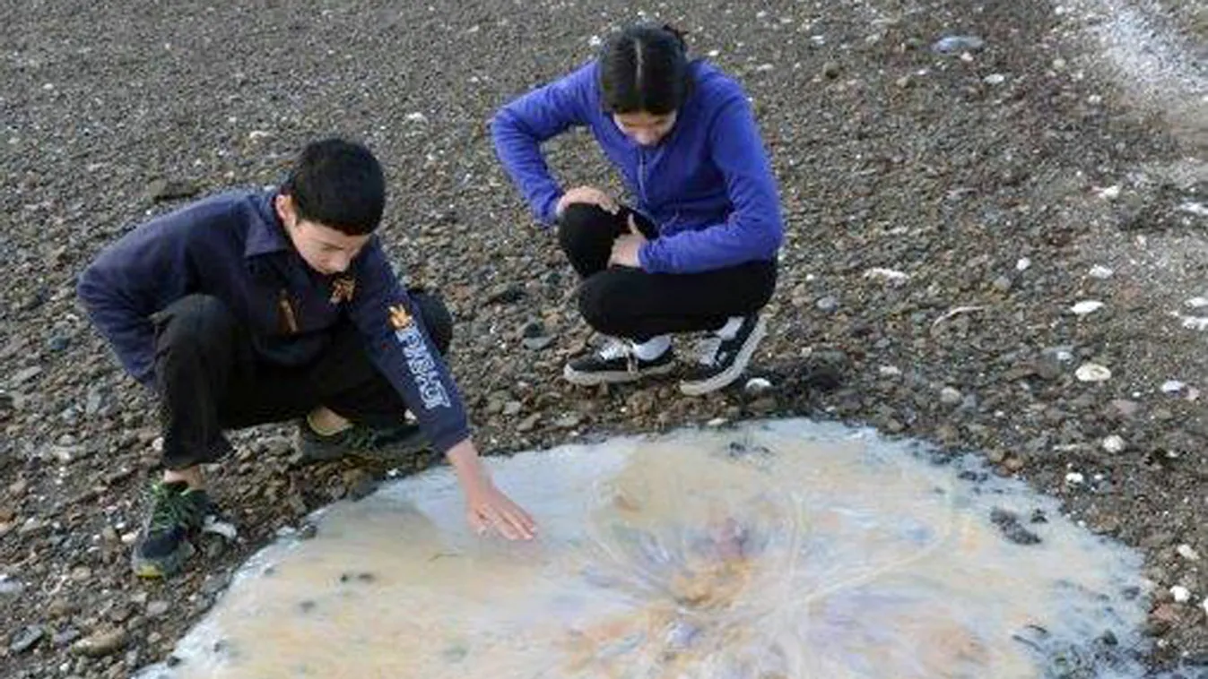 Óriási medúza vetődött partra Ausztráliában 