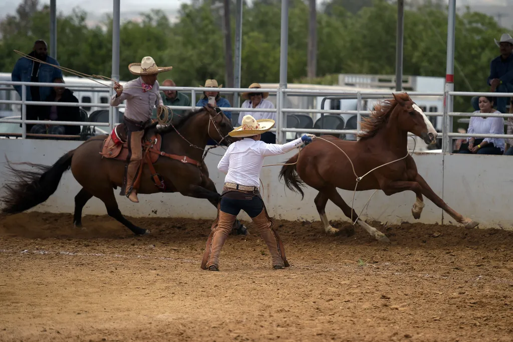 charro, mexikó, rodeó, lovas, verseny, sport, nemzeti, cowboy 