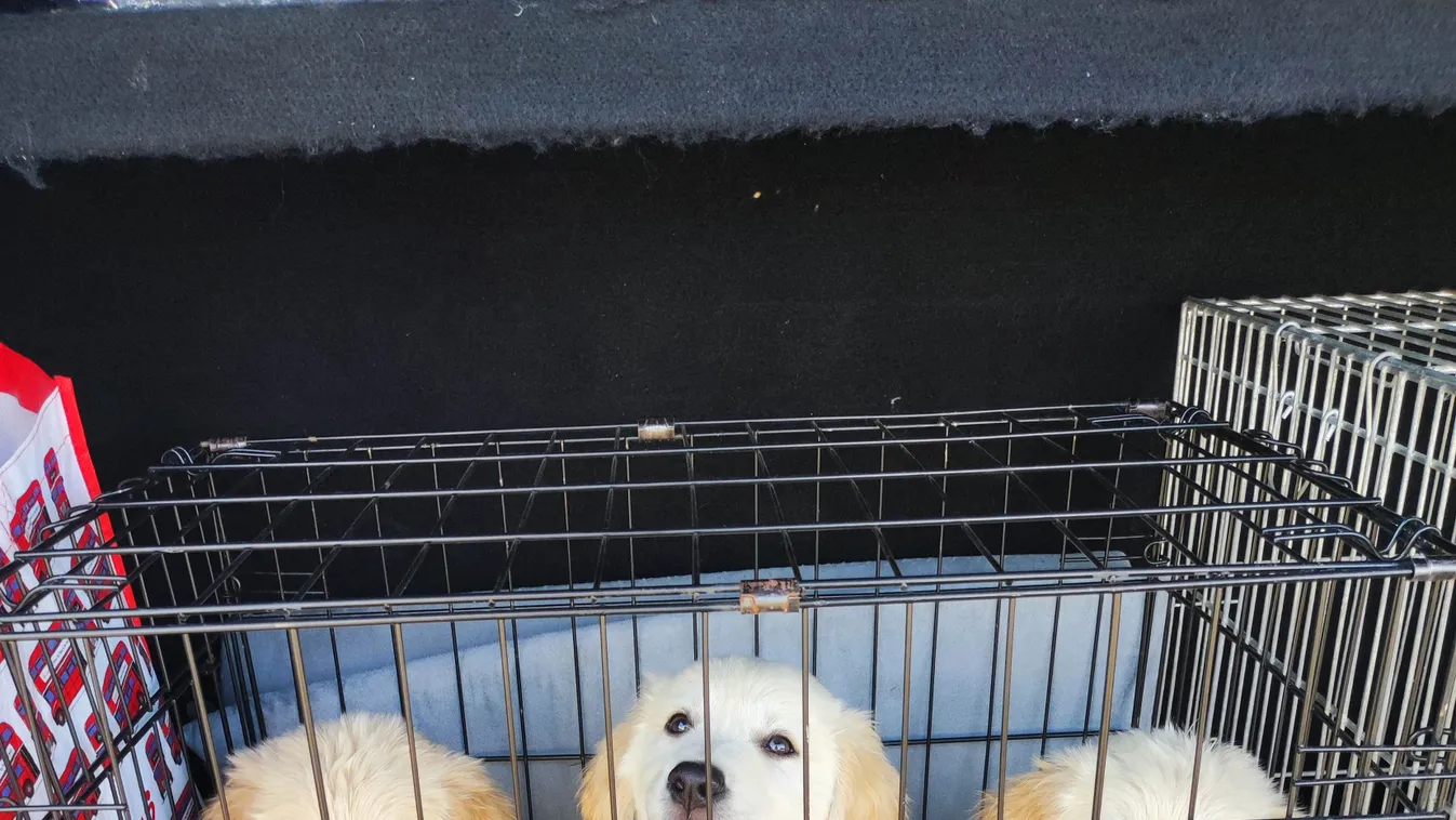A csomagtartóban talált kutyák 