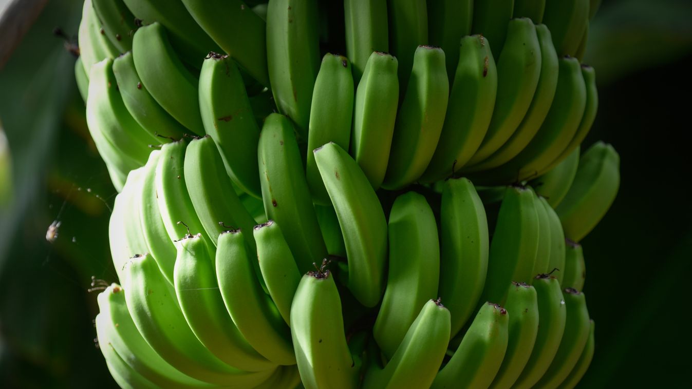 banán, banánültetvény 
