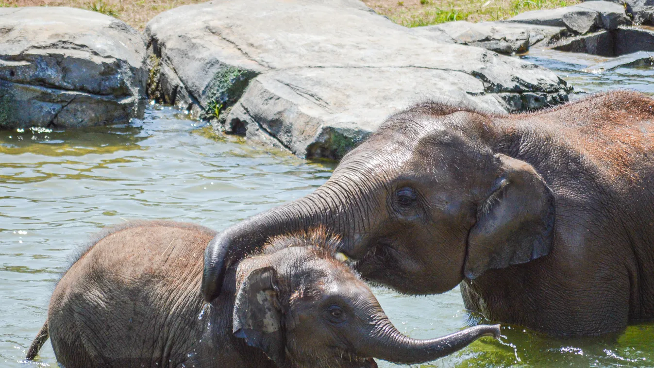elefánt fertőzés Rosamond Gifford Zoo 