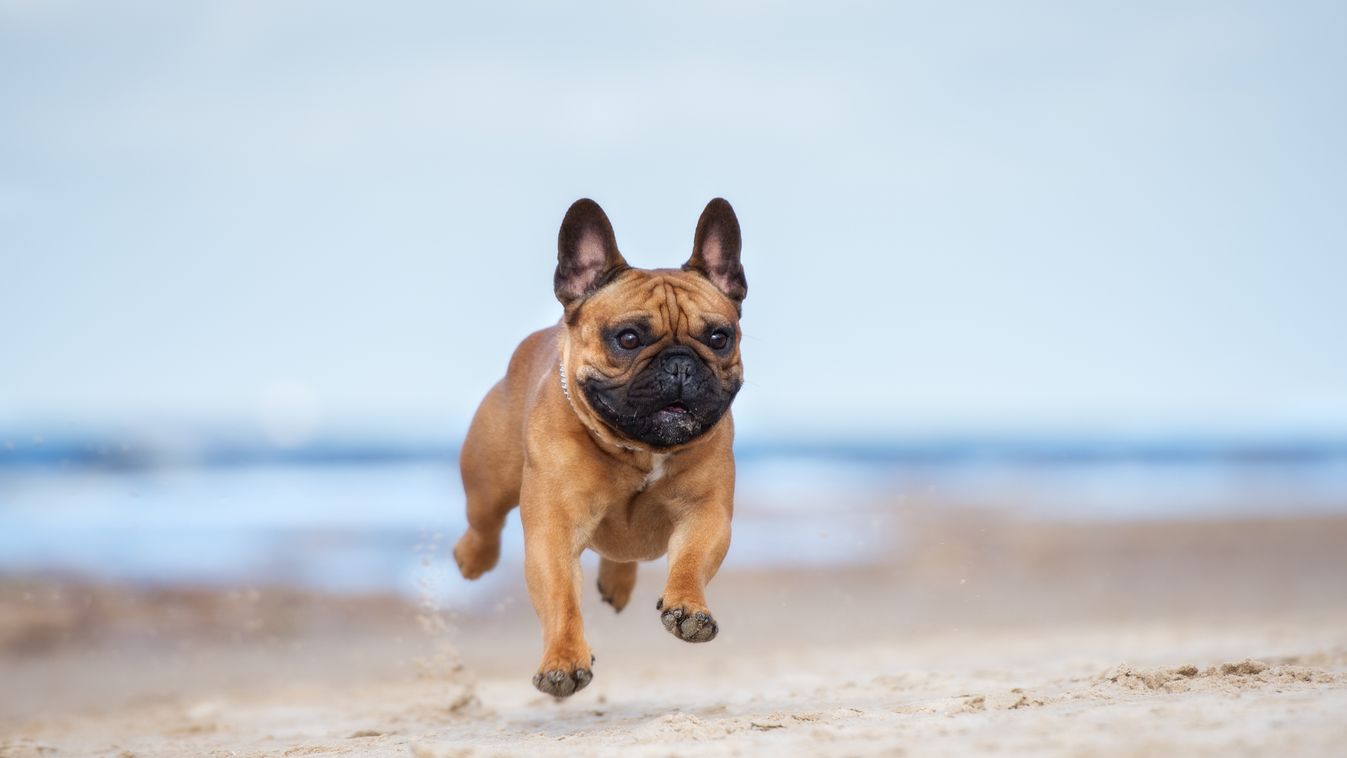 kutya utazás strand 