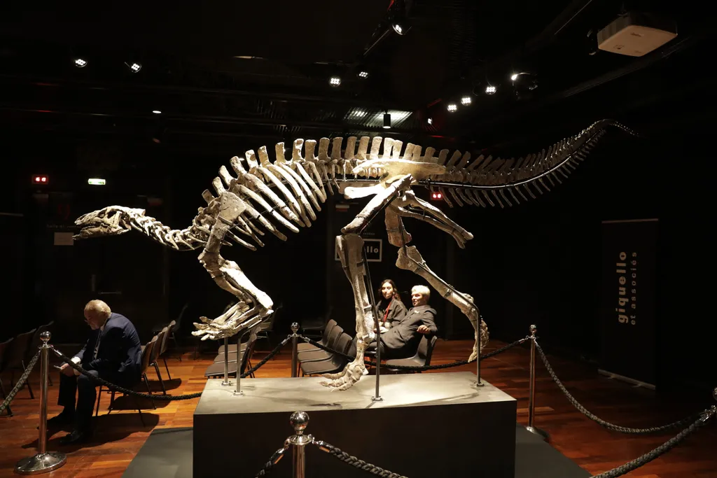 355 millió forint árverezés 150 millió éves dínó csontváz  150-million-year-old Camptosaurus skeleton ''Barry'' is sold for 930.000 euro in Paris Horizontal 