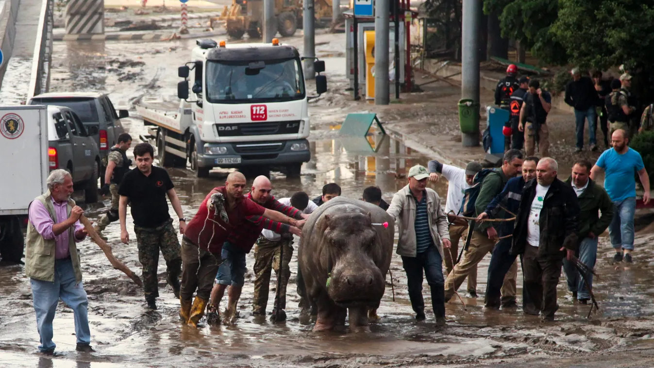 Tbiliszi, 2015. június 14..
Altatólövedékkel meglőtt vízilovat támogatnak Tbiliszi egyik utcájában 2015. június 14-én. A grúz fővárost sújtó árvíz következtében legalább nyolc ember életét vesztette, az állatkertből pedig sok állat – köztük hat tigris, ha