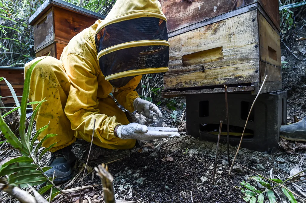 Kolumbiában a méheket veszélyezteti a túlzott avokádó termesztés  animal environment Horizontal 