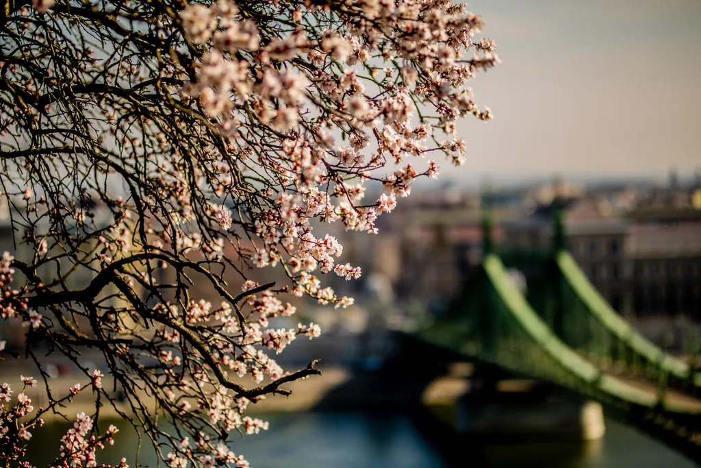 tavasz, virágzás, időjárás, napsütés, Budapest 