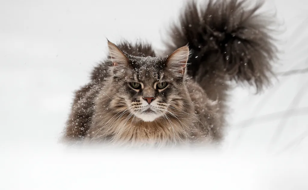 ÁLLAT állatfotó FOTÓ FOTÓTÉMA havas háziállat hó IDŐJÁRÁS macska 