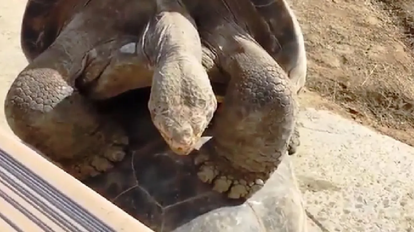 teknős San Diego állatkert 
