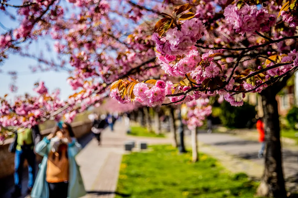 rózsaszín virág, cseresznyefa, Budapest, tavasz, virág, 