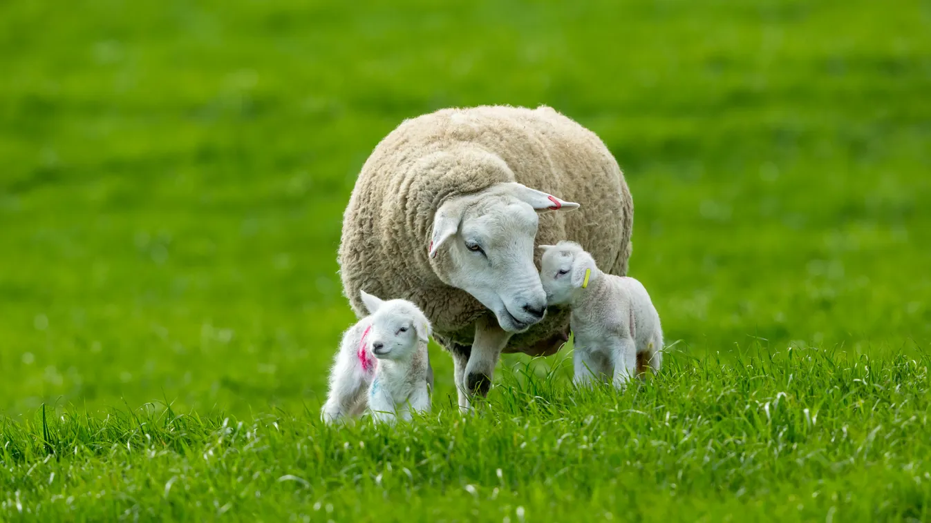 bárány, mező, bárány család, kis bárány, illusztráció 