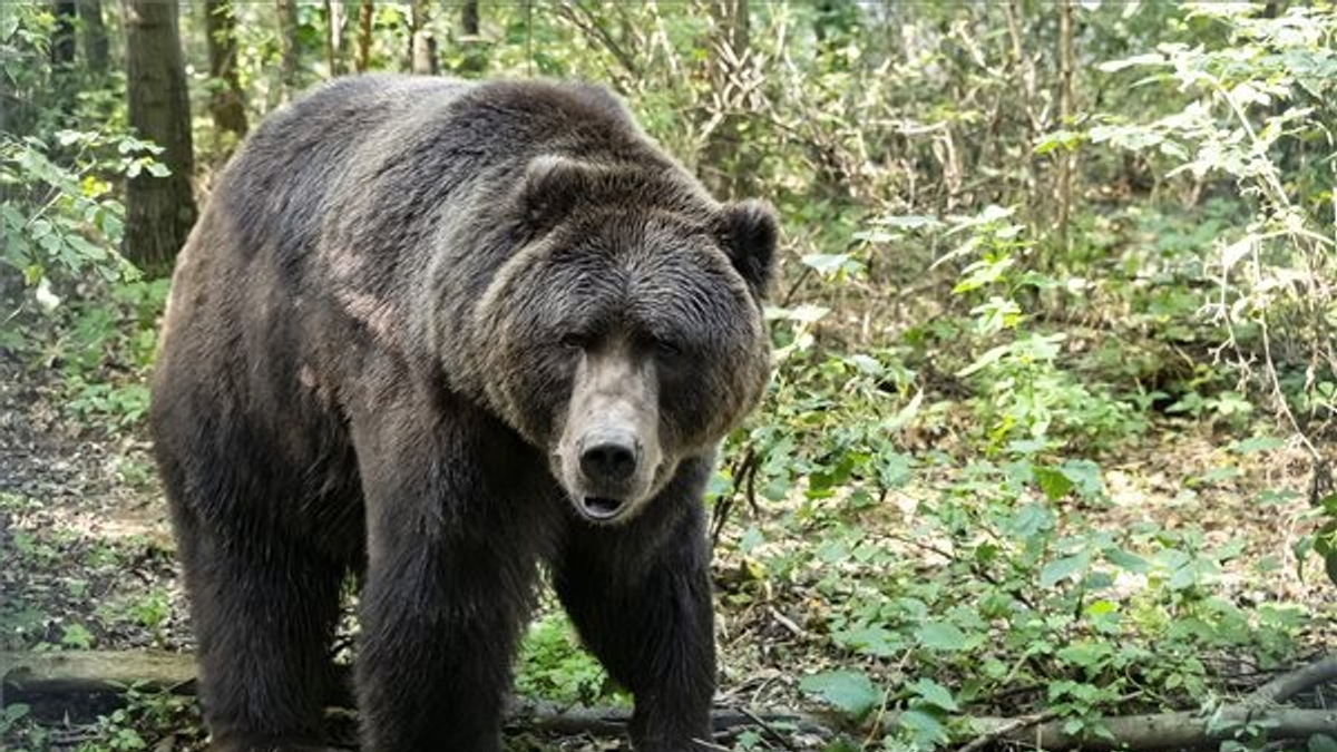 Brutális medvetámadás Liptószentmiklóson, többen megsérültek - videó
