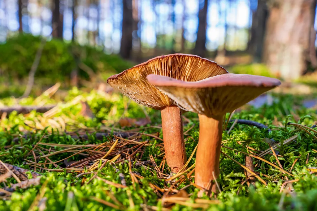 Lactarius deliciosus, gomba 