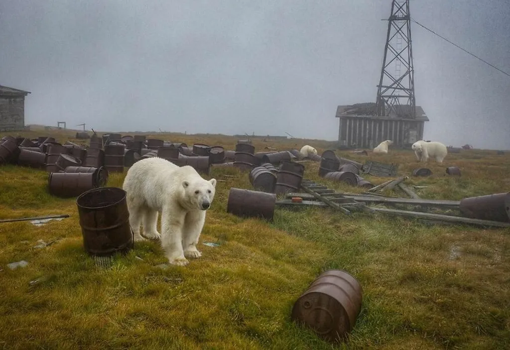 Egy orosz természetfotós elhagyott meteorológiai állomáson fotózott jegesmedvéket, galéria, Bored panda, 2021 