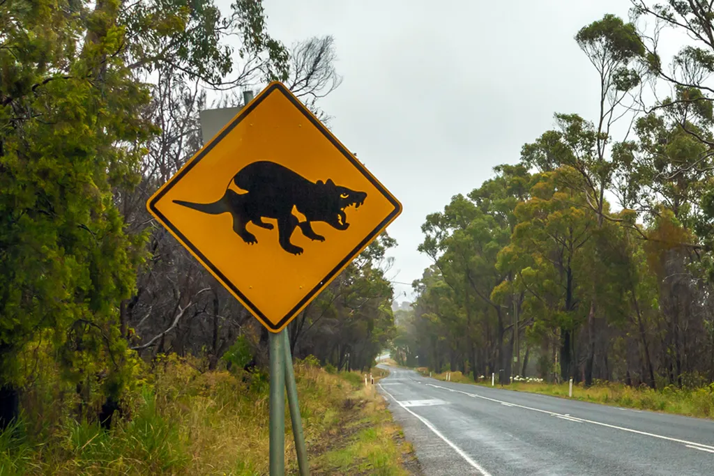 Tasmanian devil Tasmán ördög közlekedési tábla jelzőtábla 