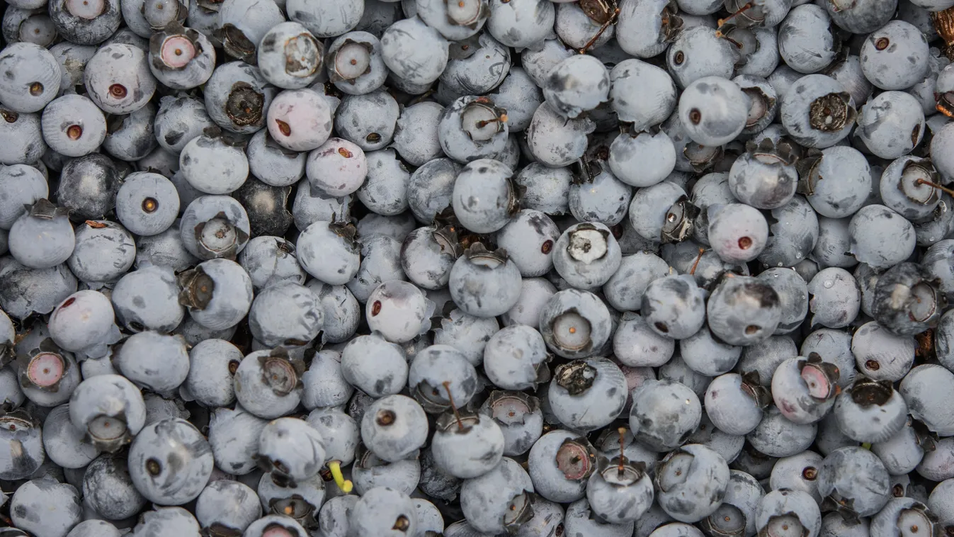 Blueberry harvest AGRICULTURE FOOD blueberry HARVESTING HARVEST fruits SQUARE FORMAT feketeáfonya 