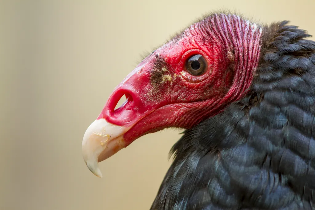 pulykakeselyű Zoological garden Spring ADULT ALONE Posing PORTRAIT Profile shot Cathartes Maine-et-Loire 49 CITES Appendix 2 Turkey vulture (Cathartes aura) Least Concern (IUCN) LC May Nobody Captive animal Fauna use Natural resources use Tem 