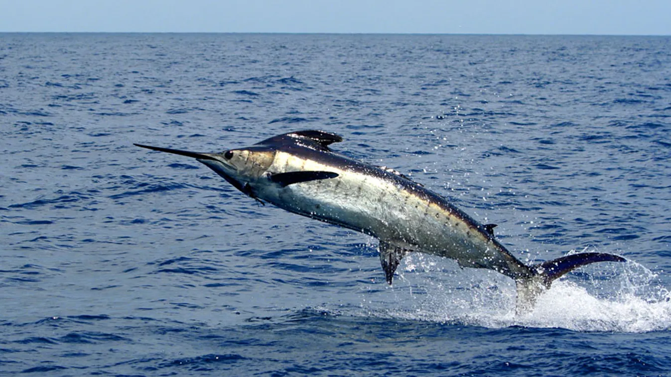 A fedélzetre vetette magát a 160 kilós hal, kék marlinról (Makaira nigricans)