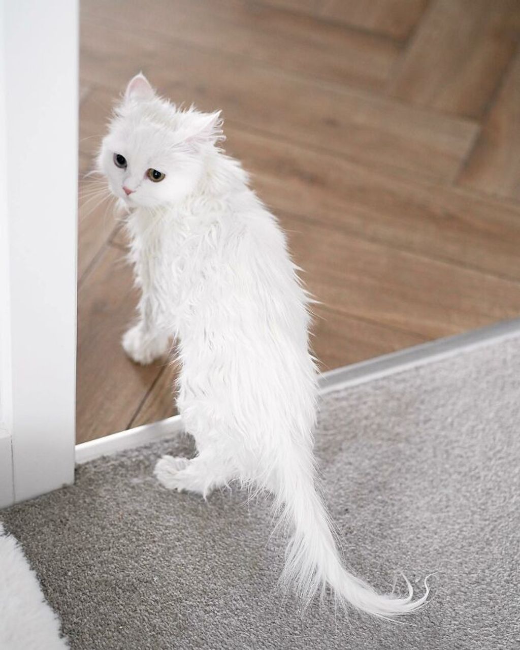 Mia a gyönyörű fehér perzsa cica az internet új sztárja, mia, macska, cica 