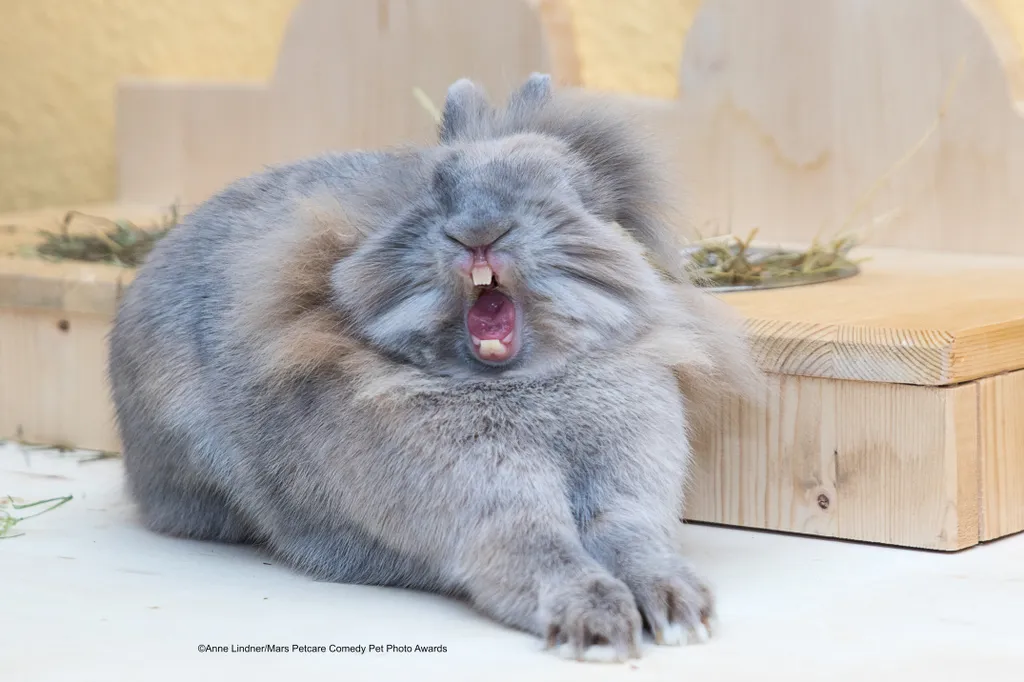 The Comedy Pet Photography Awards 2020
Anne Lindner
Chemnitz
Germany
Phone: 
Email: 
Title: Drama Queen
Description: There is almost nothing more beautiful than to see a hearty yawn of a rabbit.
Animal: Lion head rabbit
Location of shot: Chemnitz (Germany