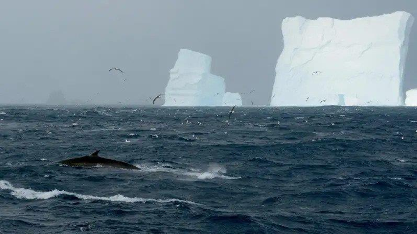 bálna, Antarktisz 