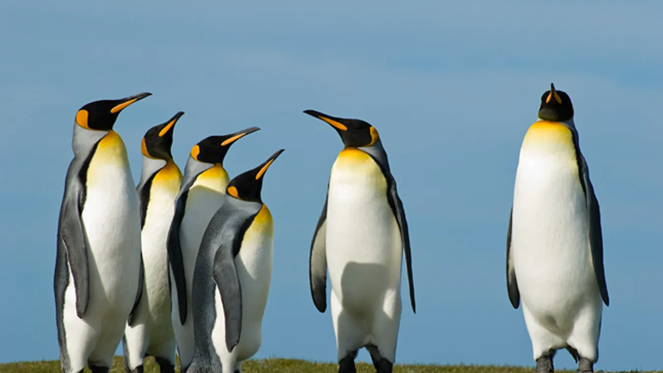királypingvin, Aptenodytes patagonicus, Falkland-szigetek (David Attenborough The Penguin King) 