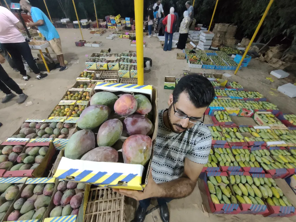 egypt mango festival  "Mango Festival" in Egypt "Mango Festival" in Egypt,festival,Food,fruit,mango Horizontal 