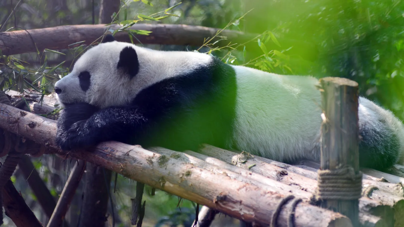 Giant pandas enjoy lazy and greedy lifestyle in SW China China Chinese Sichuan Chengdu giant panda SQUARE FORMAT 