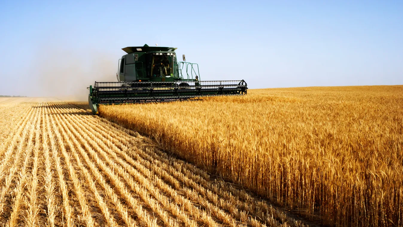 kukorica föld aratás illusztráció 