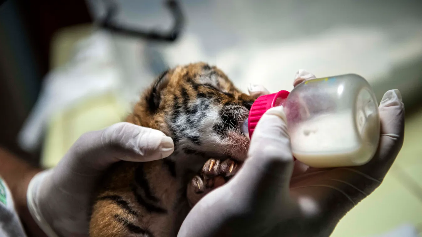 bengáli tigris kölyök állatkert Nicaragua 