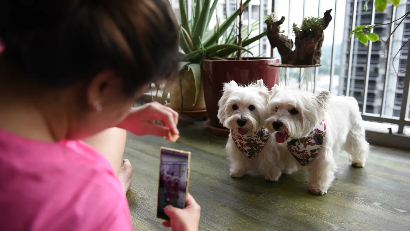 Digitális kutyusok: Egyre népszerűbbek a kisállat-influencerek, galéria 