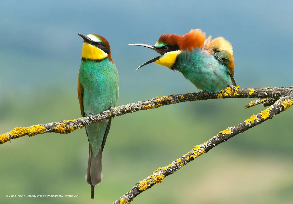 The Comedy Wildlife Photography Awards 2019
Vlado Pirsa
Donja Zdencina
Croatia
Phone: +385989709933
Email: fotovulture@gmail.com
Title: Family disagreement
Description: They were taken two birds during courtship before nesting. They then have strange pose