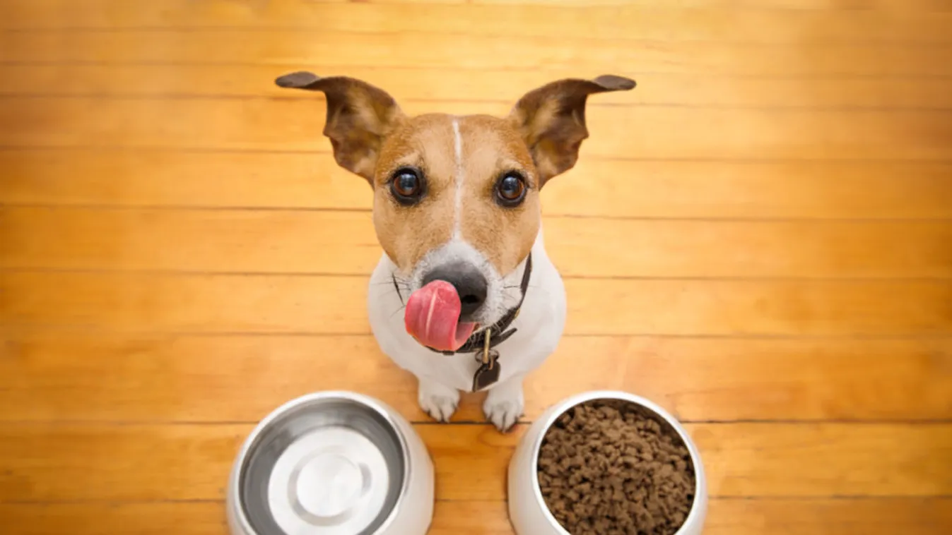 kutya, etetés, táplálkozás 