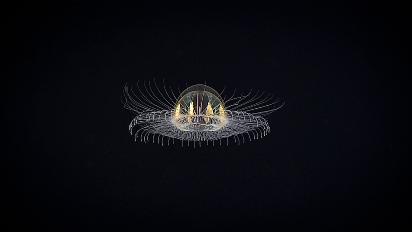 új medúzafaj 