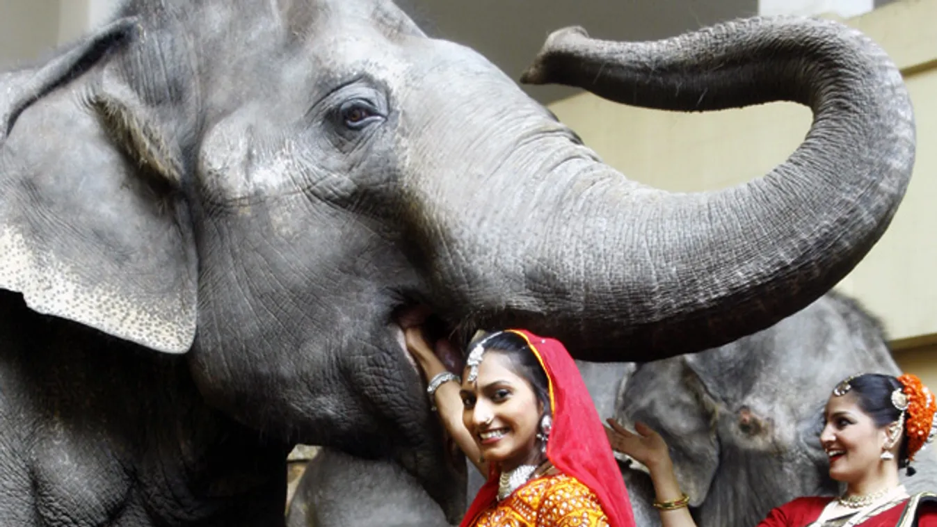 indiai elefánt, elhízás