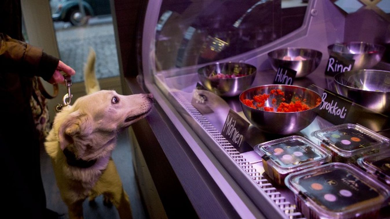 kutya étel üvegpult 