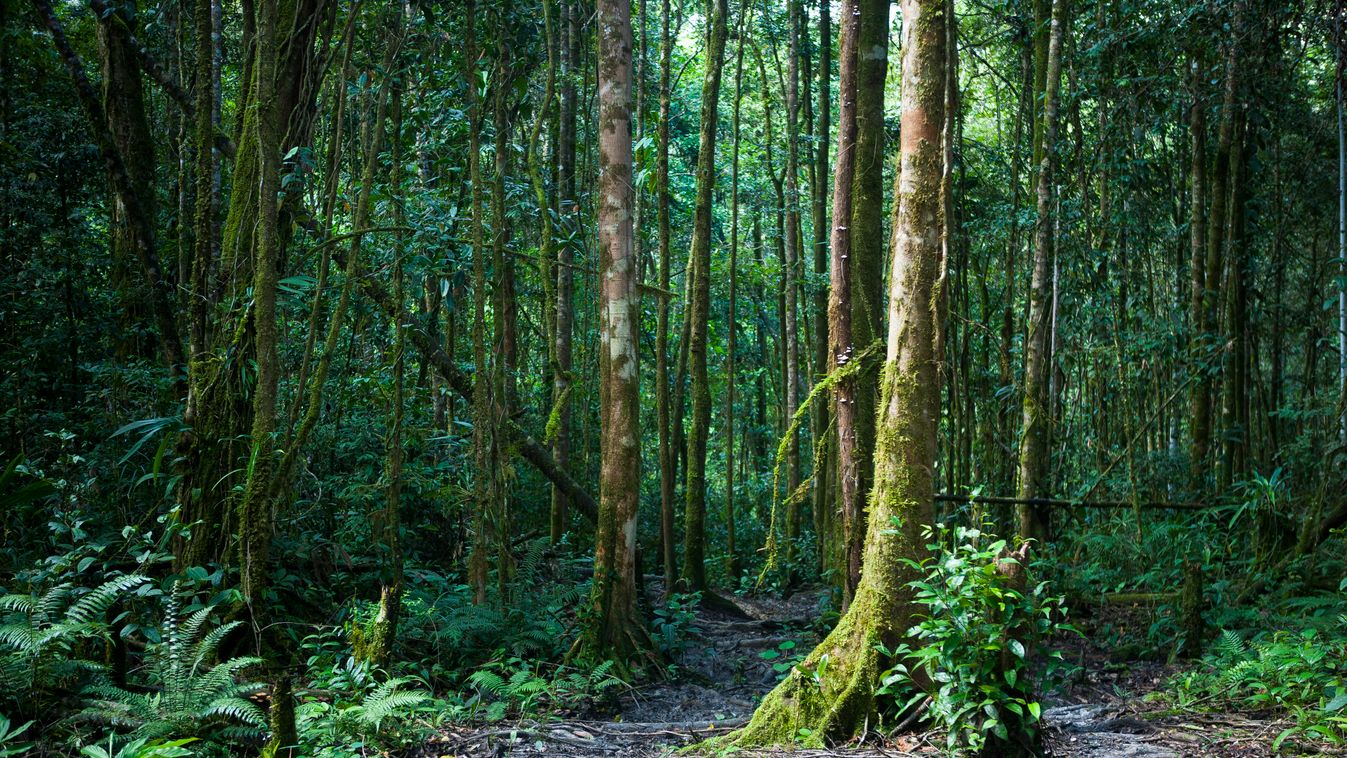 Papua Új-Guinea, esőerdő 