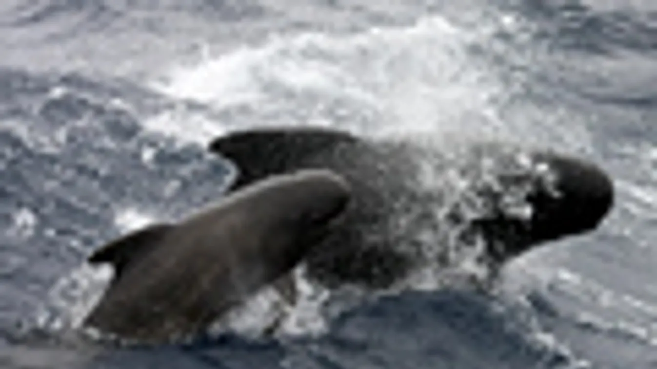 Rövidszárnyú, gömbölyűfejű delfinek Írország partjainál