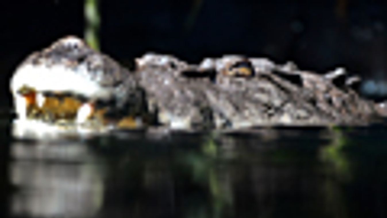 Támad a krokodil, videó Ausztráliából