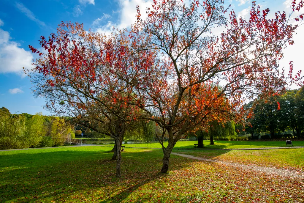 Őszi színekben pompázó fák Nagykanizsán, a Csónakázó-tónál 