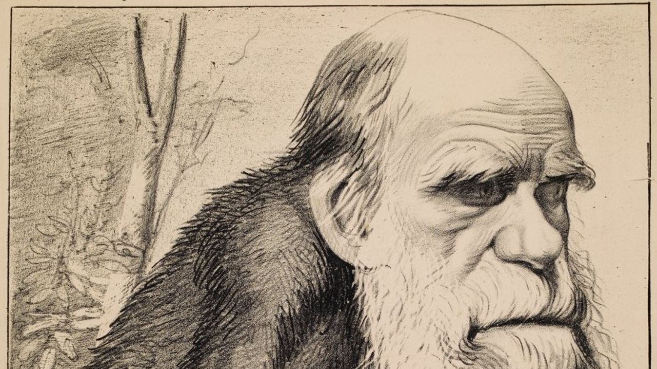 Darwin, karikatúra 