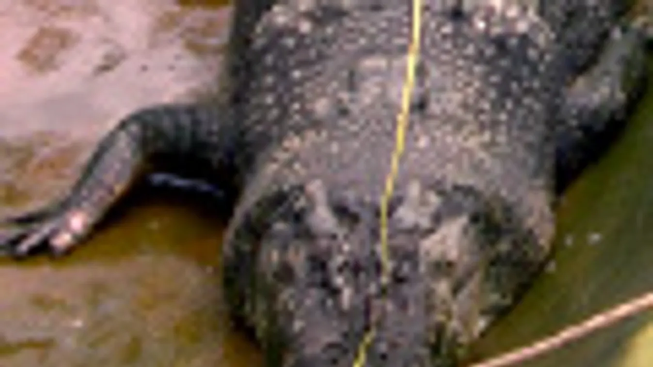 Lolong a világ legnagyobb fogságban élő sósvízi krokodilja, Fülöp-szigetek