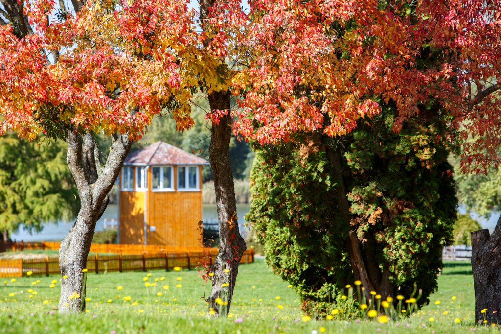 Őszi színekben pompázó fák a nagykanizsai a Csónakázó-tónál 